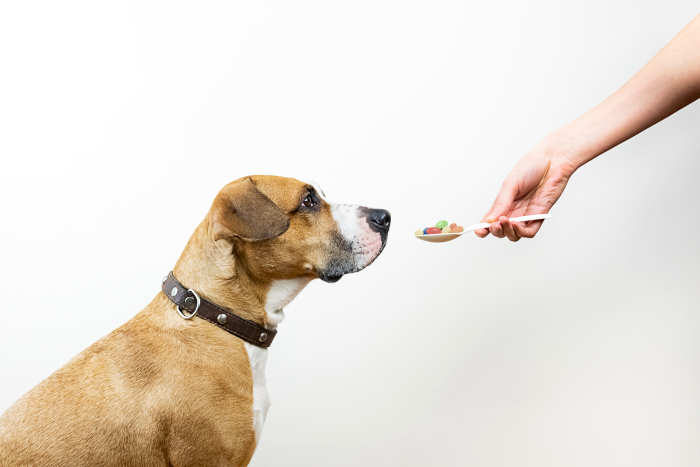 12 Popular Supplements for Your Dog