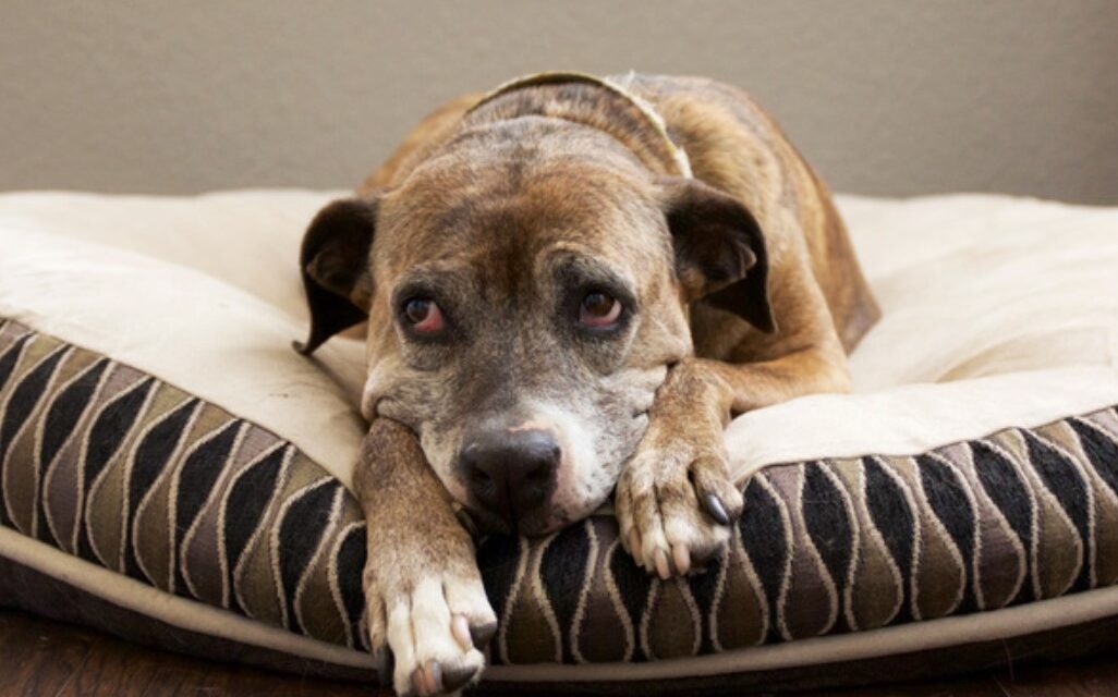 7 Things That May Help Your Dog Live Longer