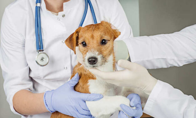 Heartworm in Dogs: How To Keep This Parasite Out