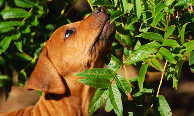 How a Puppy Views the World