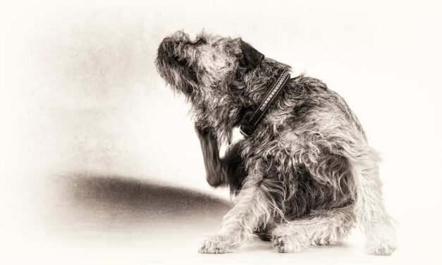How to Prevent and Remove Fleas On Dogs