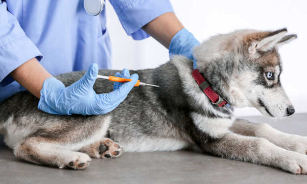 Microchipping Your Puppy: What You Need to Know