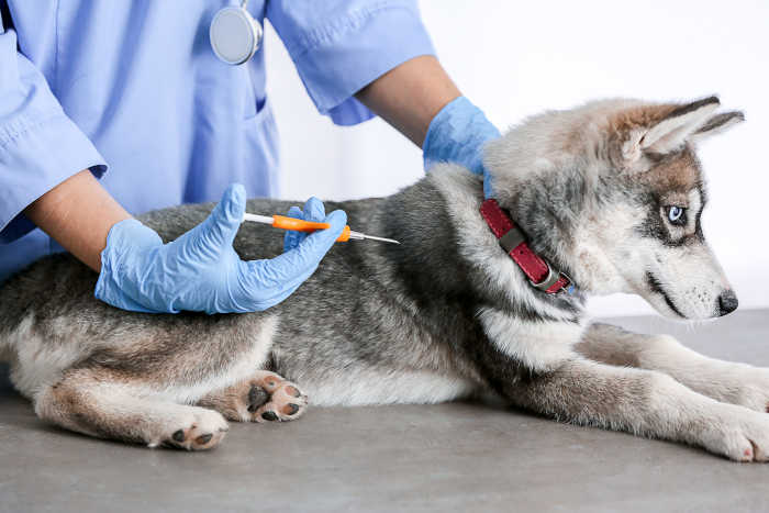 Microchipping Your Puppy: What You Need to Know