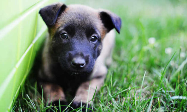 Puppy Diarrhea: Causes and Prevention