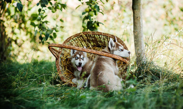 Socializing Your Puppy Through Development