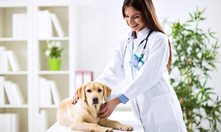 Spaying and Neutering: What to Expect
