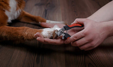 Stress-Free Puppy Nail Trimming Guide