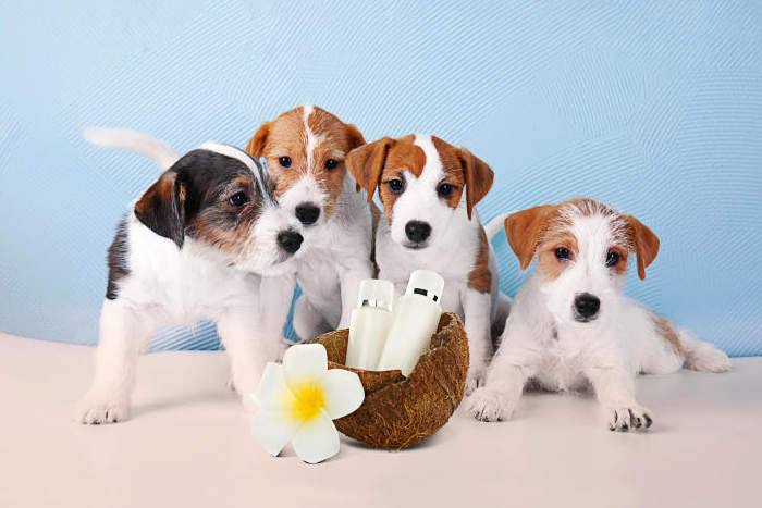 The Many Benefits of Coconut Oil for Dogs