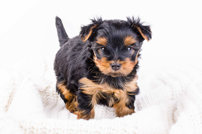 What 10 Questions To Ask A Dog Breeder