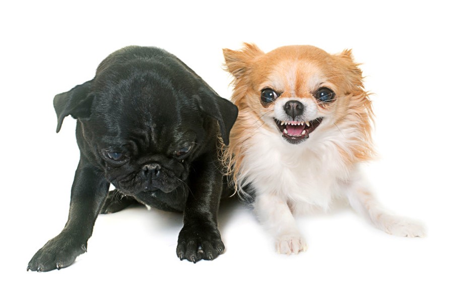 Top 3 Dangers to Puppies - Dog Bites