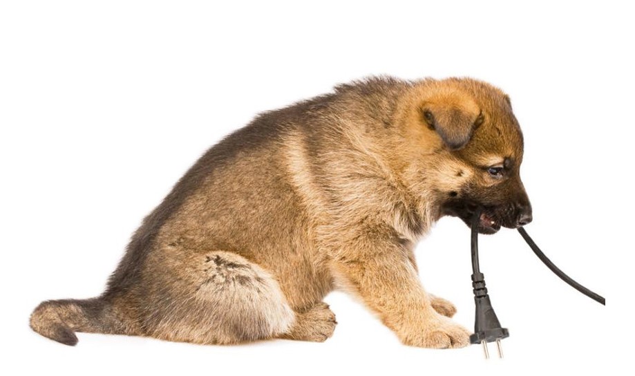 Top 3 Dangers to Puppies - Electrical Shock