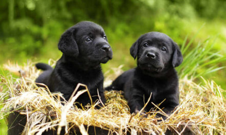 How Do Find The Right Dog Breeder