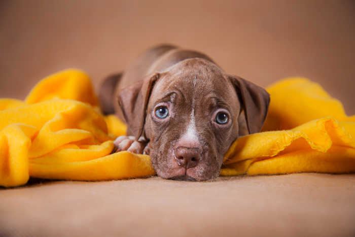 Adorable Puppy on a Blanket