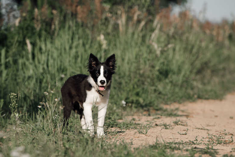 Our Lovable (slightly naughty) Border Collie